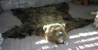 Bear skin rug